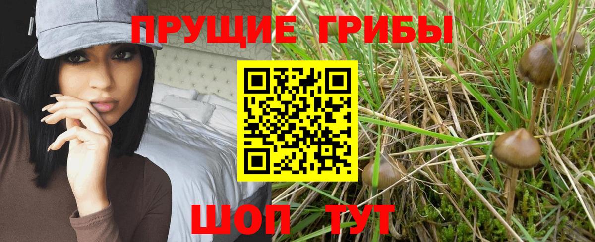Шали  Псилоцибиновые грибы MAGIC MUSHROOMS  Псилоцибиновые грибы Psilocybe  Вход с VPN 